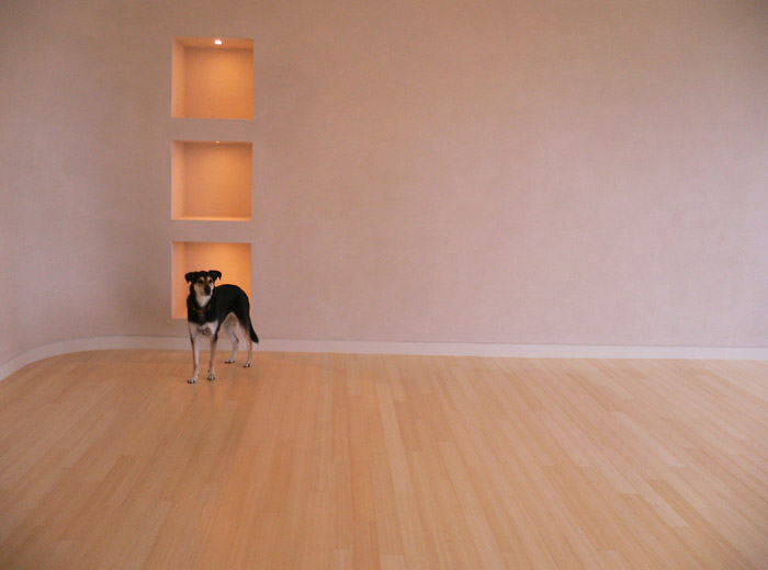 Yyoga Highgate Burnaby yoga studio modern architecture empty studio space with dog