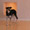 Thumbnail of Yyoga Highgate Burnaby yoga studio architecture empty studio space with dog